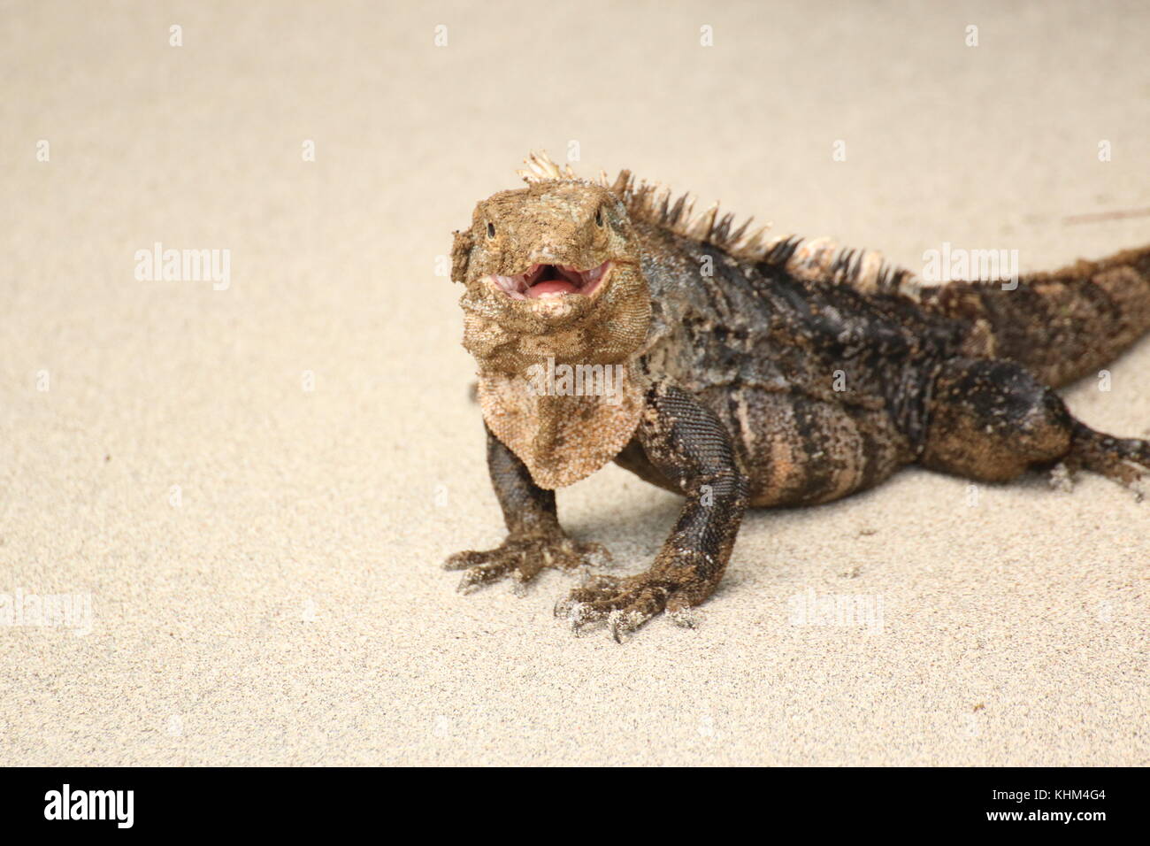 Big iguana on the sand of Manuel Antonio beach, Costa Rica. Stock Photo