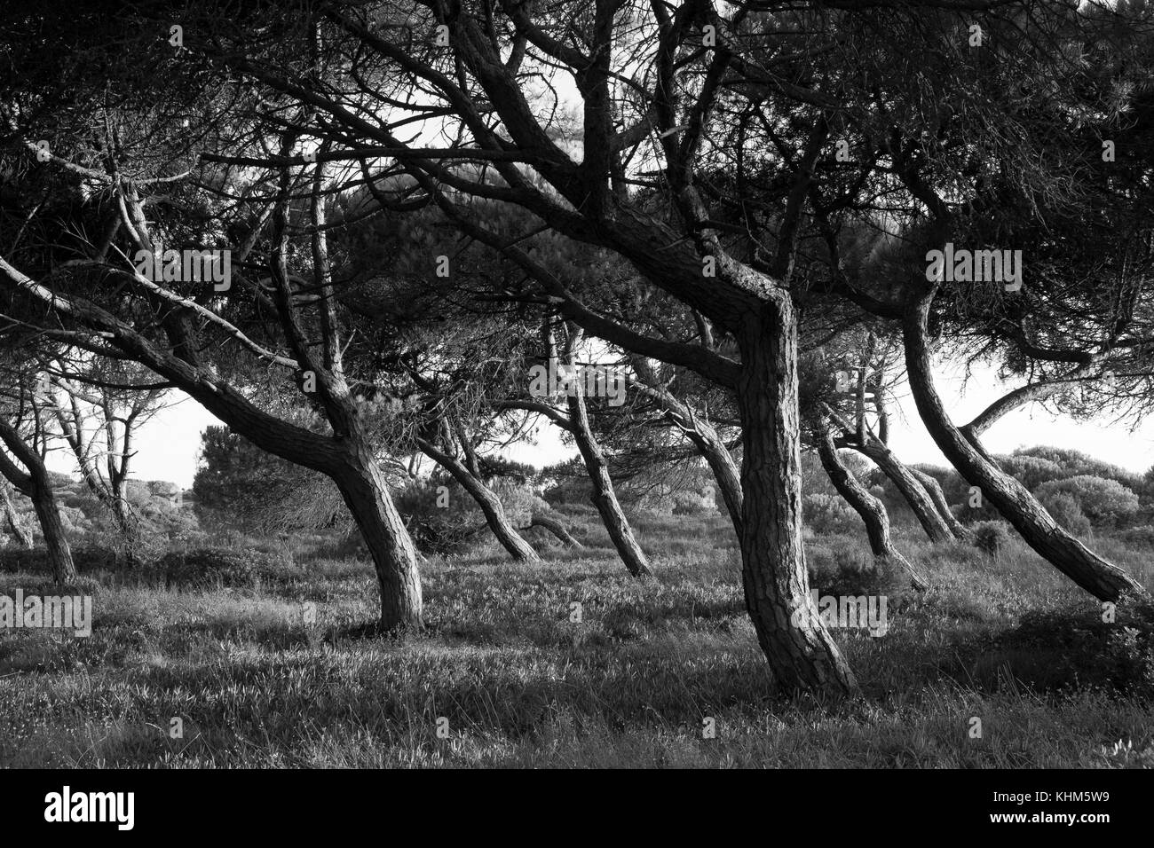 Pine tree forest Black and White Stock Photos & Images - Alamy