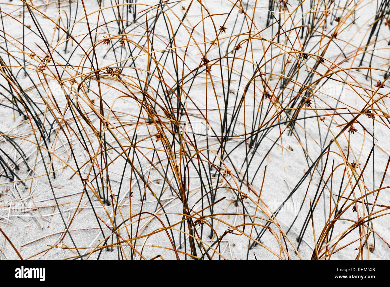 Grasses create patterns in dune sand, Grayland Beach, Washington.  Grayland Beach Stae Park. Stock Photo