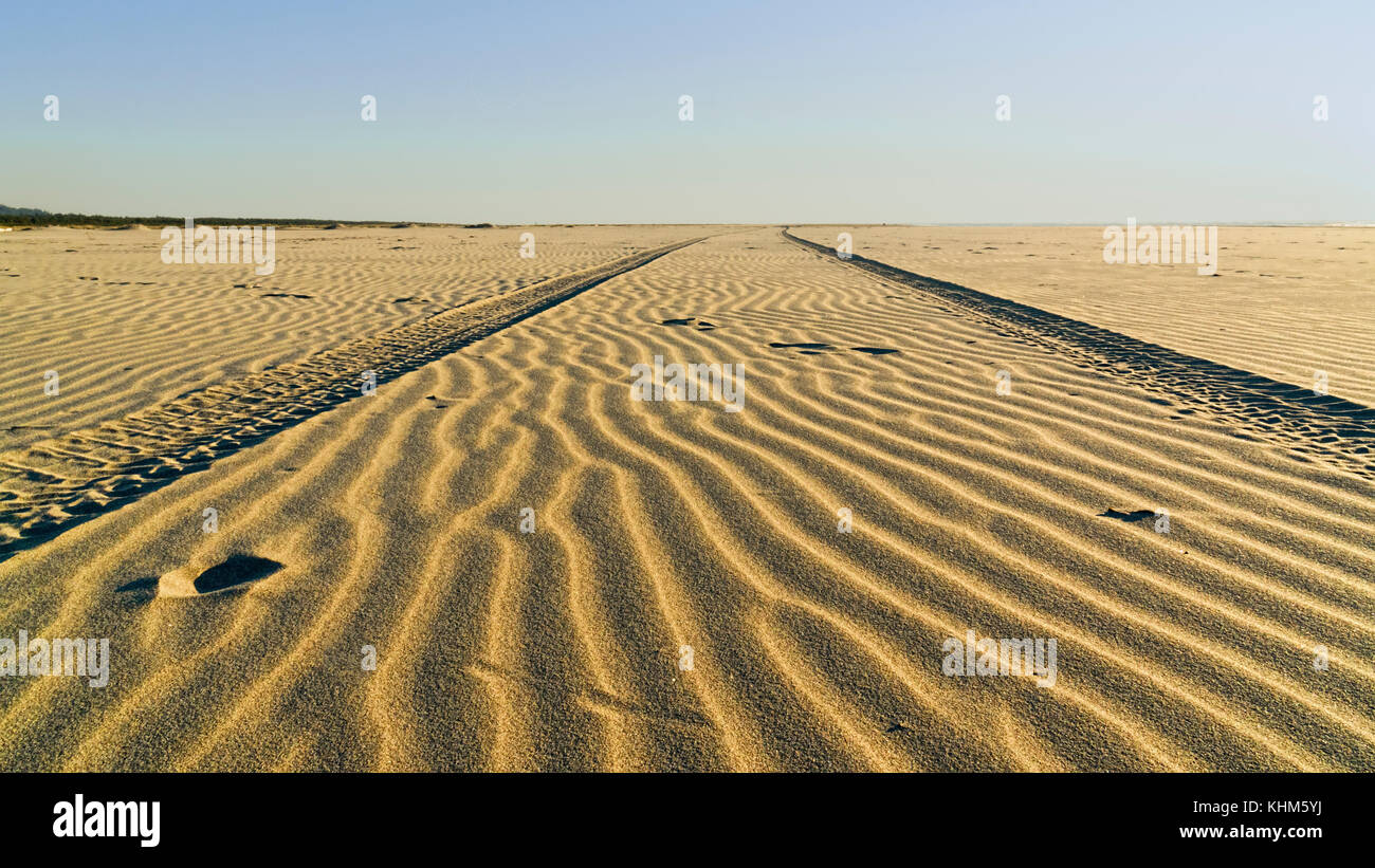 Tire tracks in sand left by vehicle on beach at Grayland Beach State Park, Washington State.  Golden hour of soft light leaving impression of ripples  Stock Photo