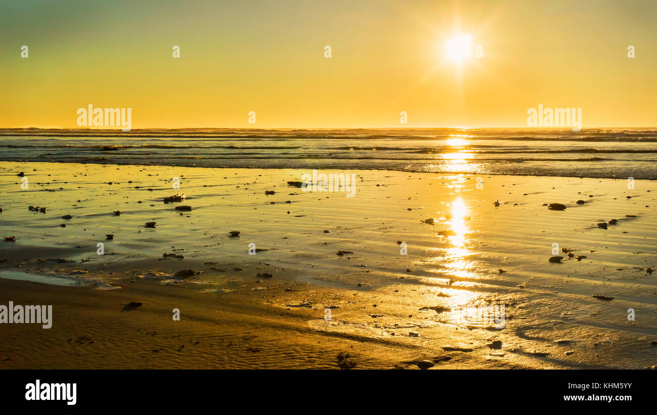 Sunset decorates beach flotsam along Grayland Beach, Washington.  Grayland Beach Stae Park. Stock Photo