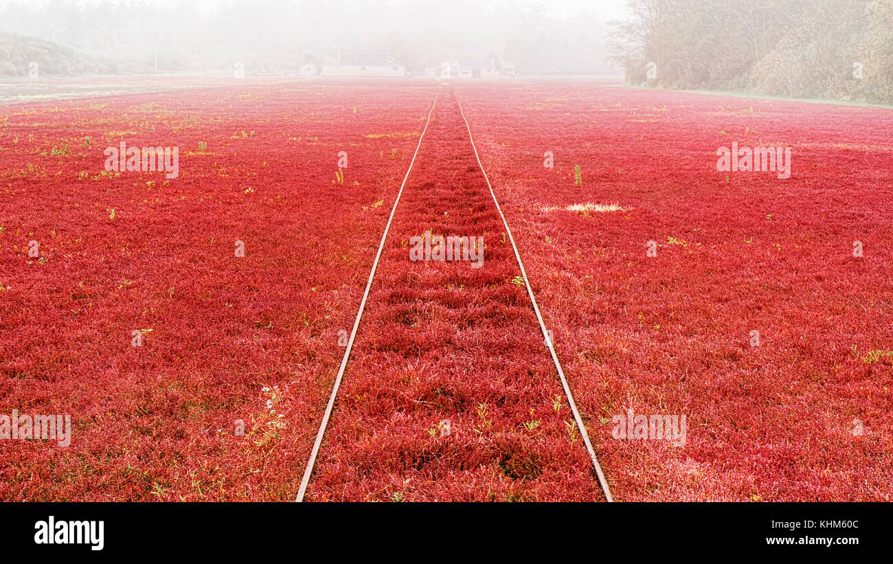 Cranberry farm hires stock photography and images Alamy