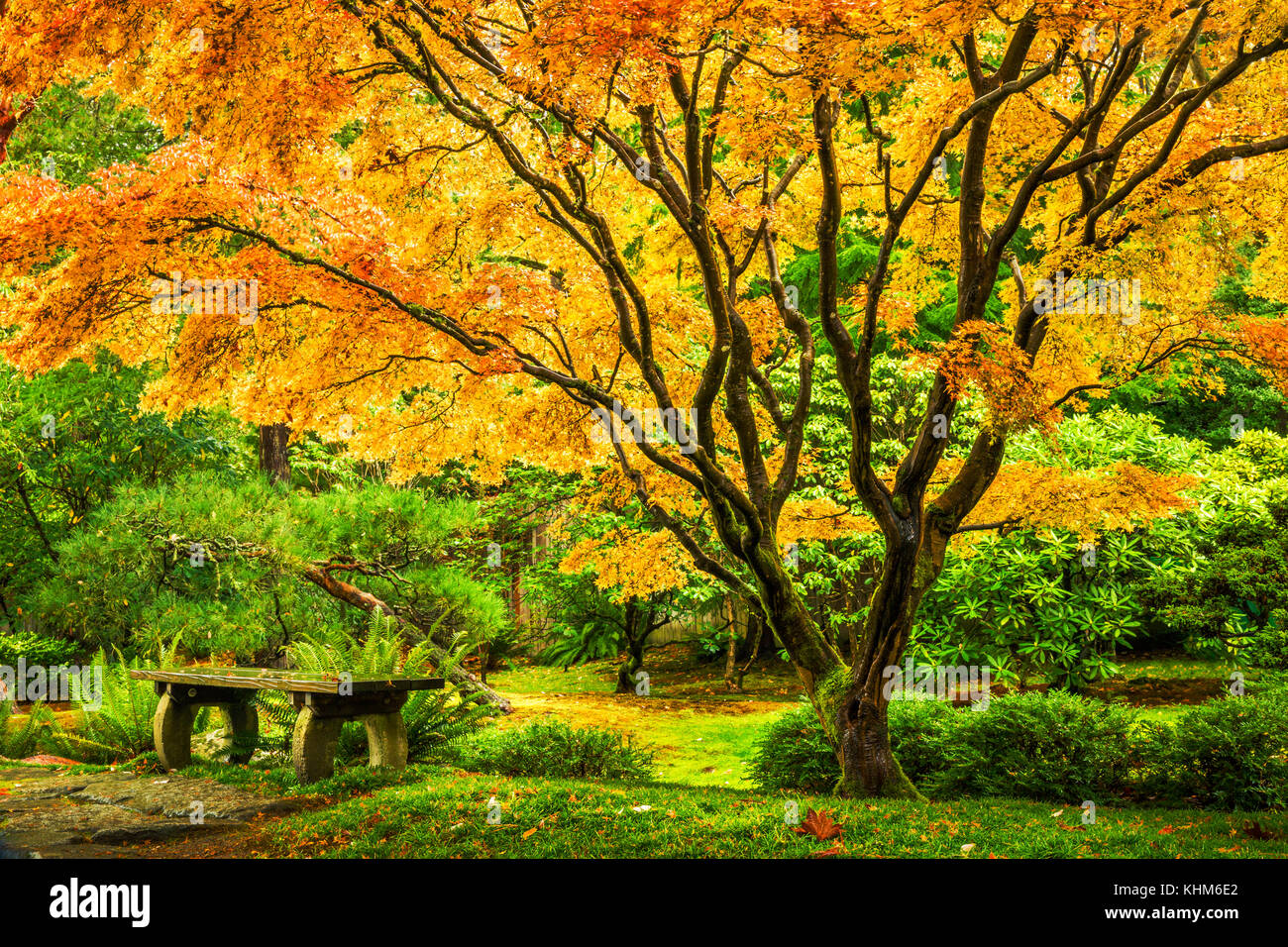 Japanese maple tree with golden fall foliage next to an empty bench in Seattle's Washington Park Arboretum Botanical Garden Stock Photo