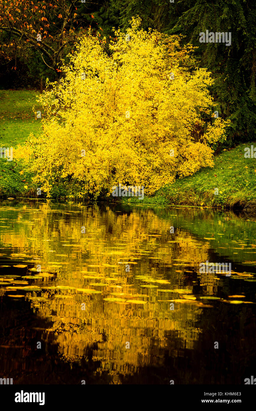 Tree with yellow fall foliage reflects in a pond in Seattle's Washington Park Arboretum botanical Garden Stock Photo