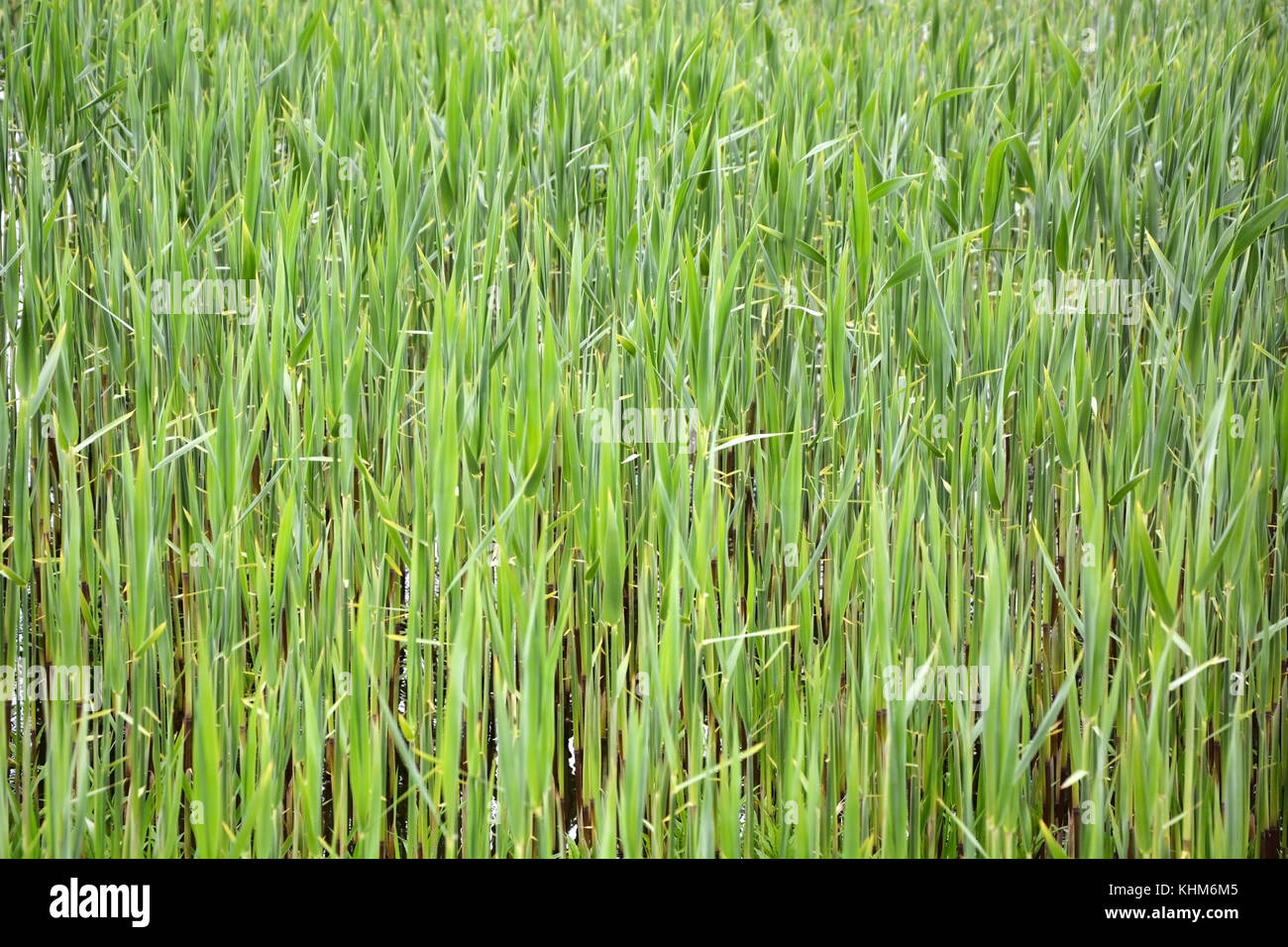 Fresh green young rush as a background Stock Photo - Alamy