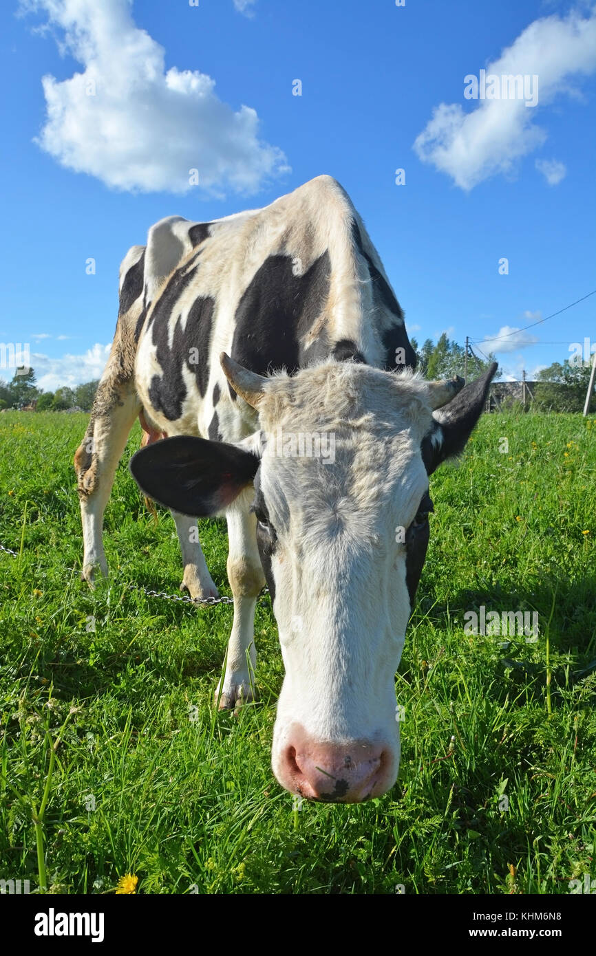 Funny cow on sky hi-res stock photography and images - Alamy