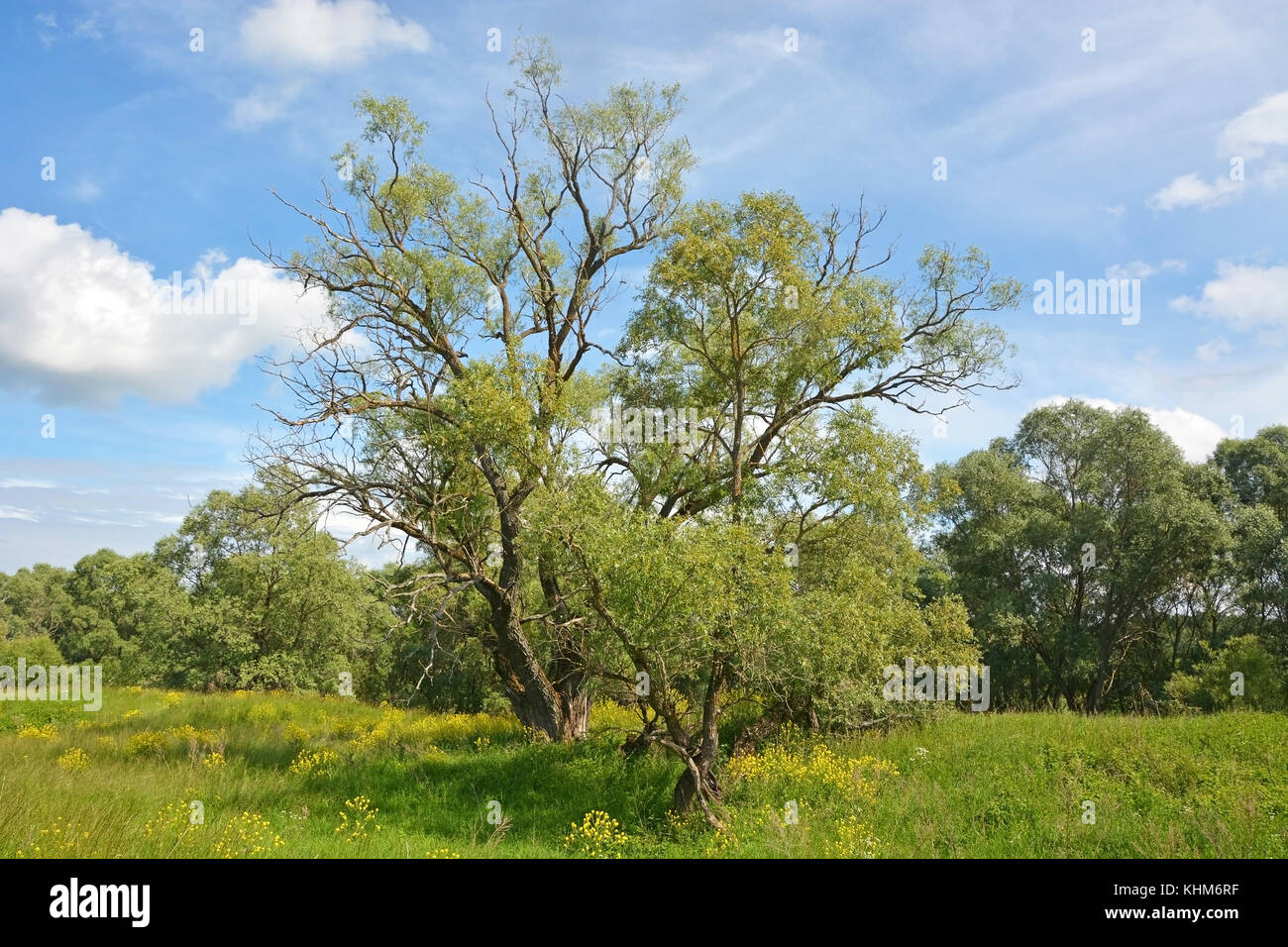 Big willow tree hi-res stock photography and images - Alamy