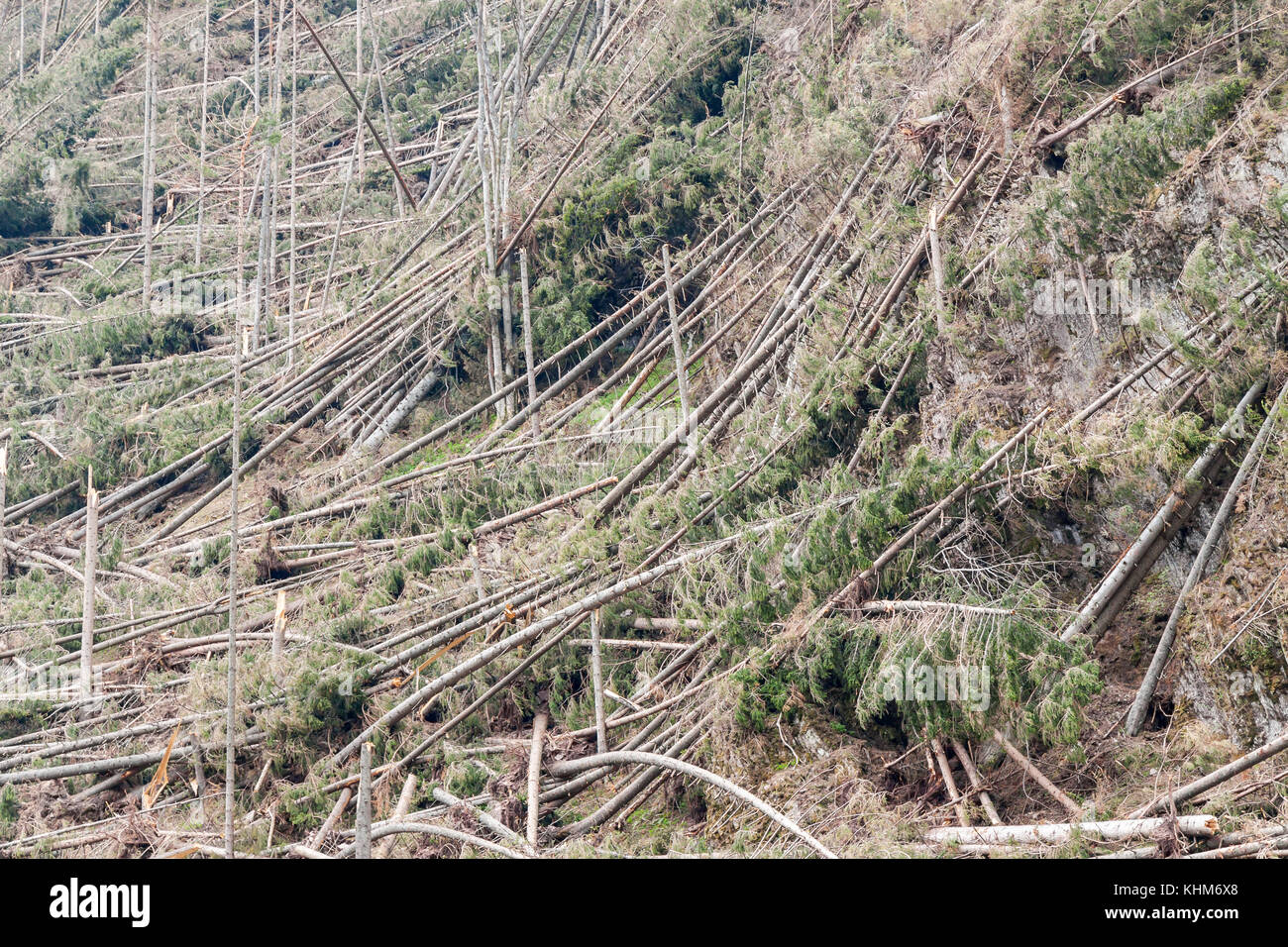 The broken trees after powerful hurricane - Poland Stock Photo - Alamy