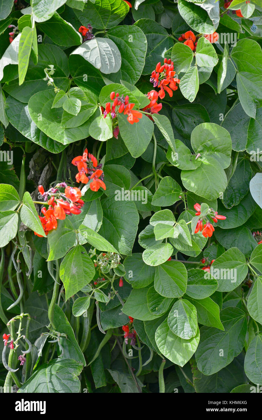 Flowering Runner Beans St. in an allotment Stock Photo Alamy
