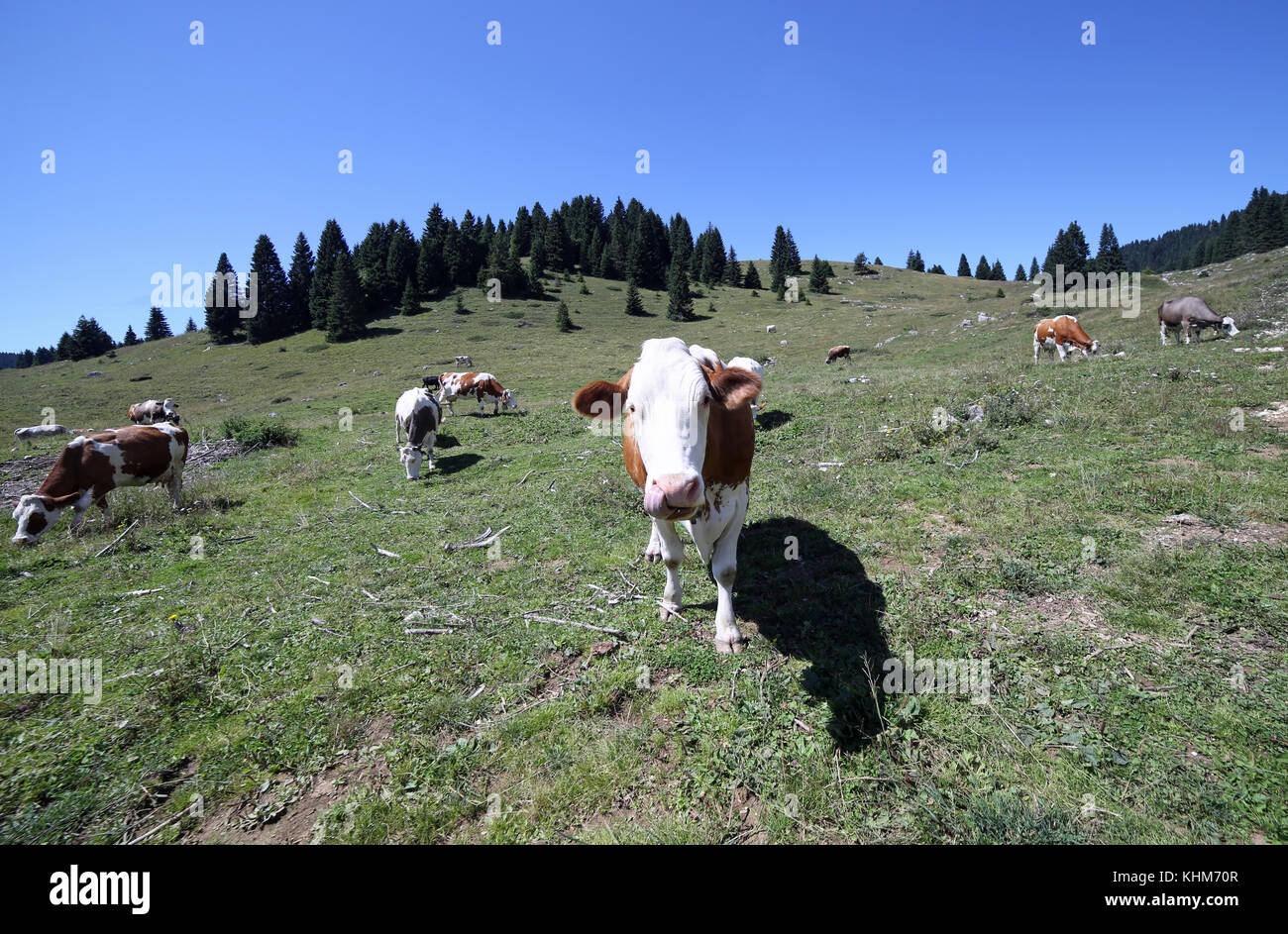 curious big cow in the mountains photographed with fisheye lens Stock ...