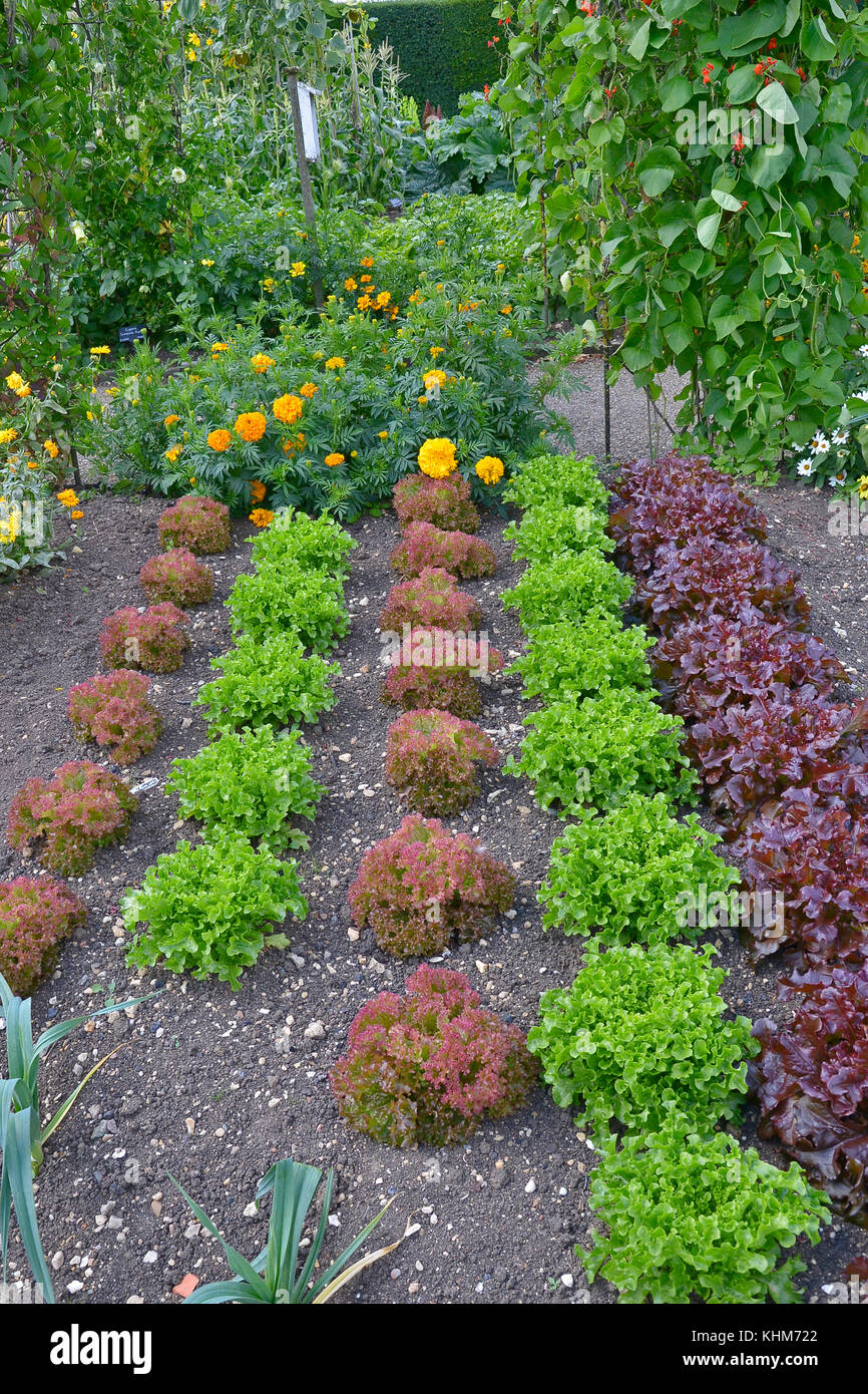 Varieties of Lettuce including Red Leaf Romaine growing in a vegetable garden with flowers Stock Photo
