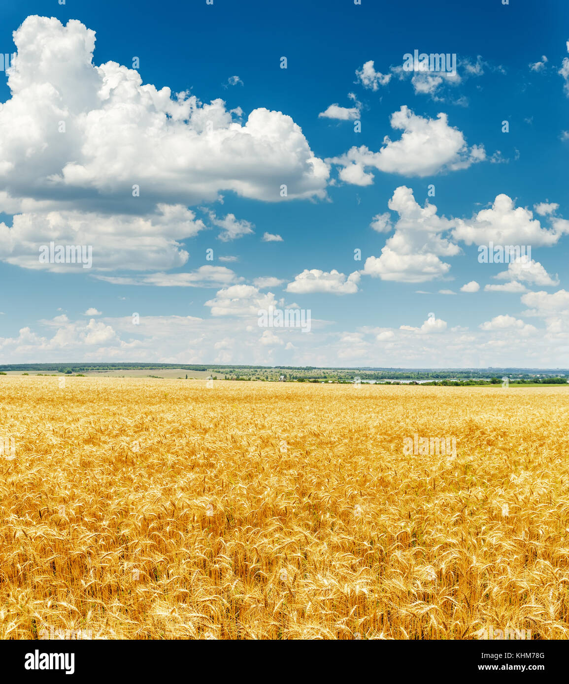 agriculture field with golden harvest and clouds in blue sky Stock ...