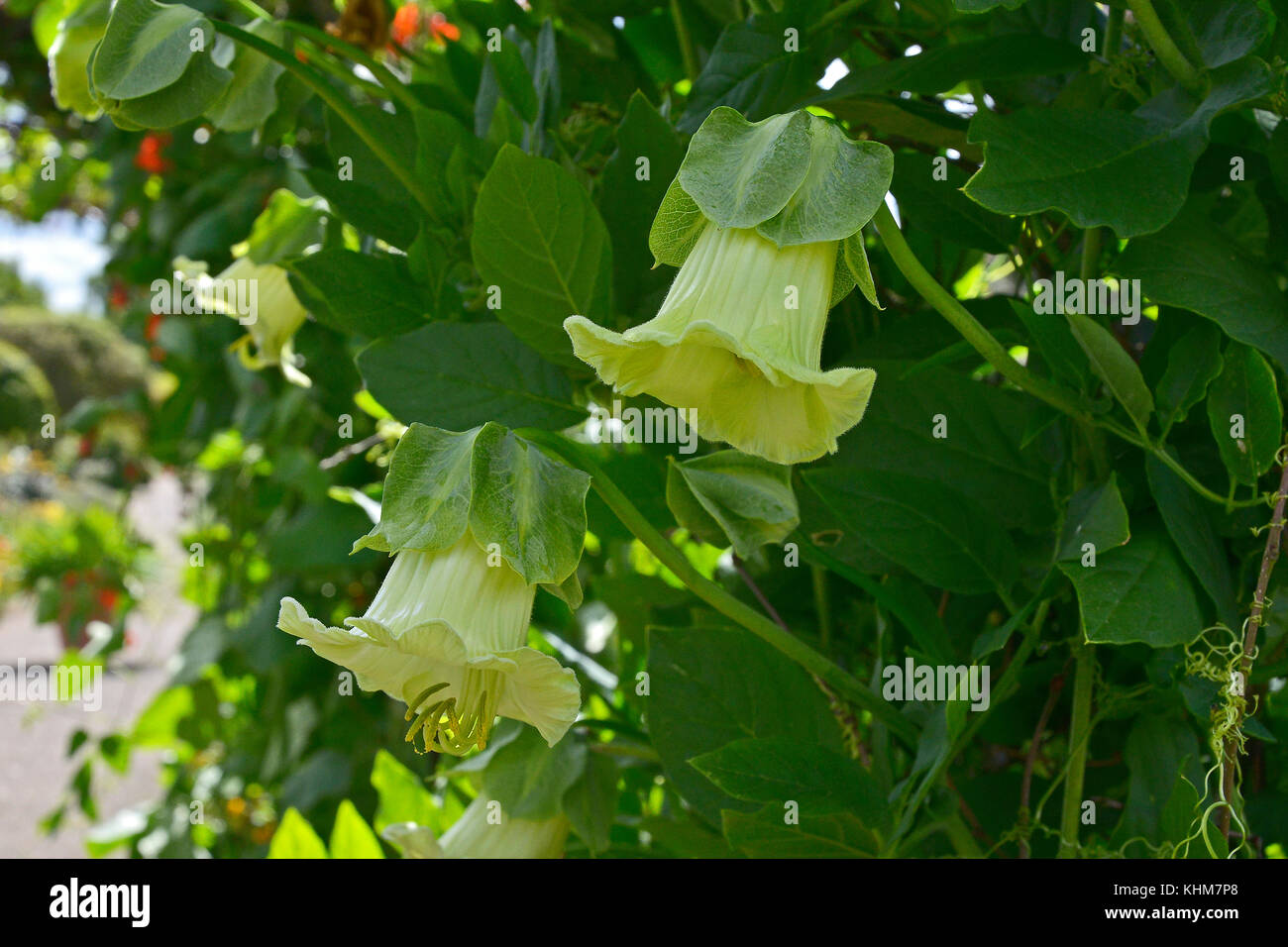 Close uo of the climbering  Cobaea scandens 'Alba'  in a country house garden Stock Photo