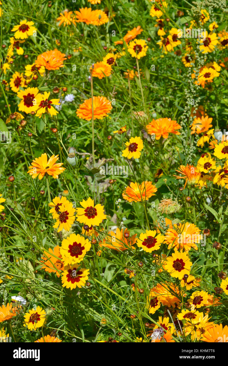 A golden naturaly planted flower meadow with Coreopsis and marigolds Stock Photo