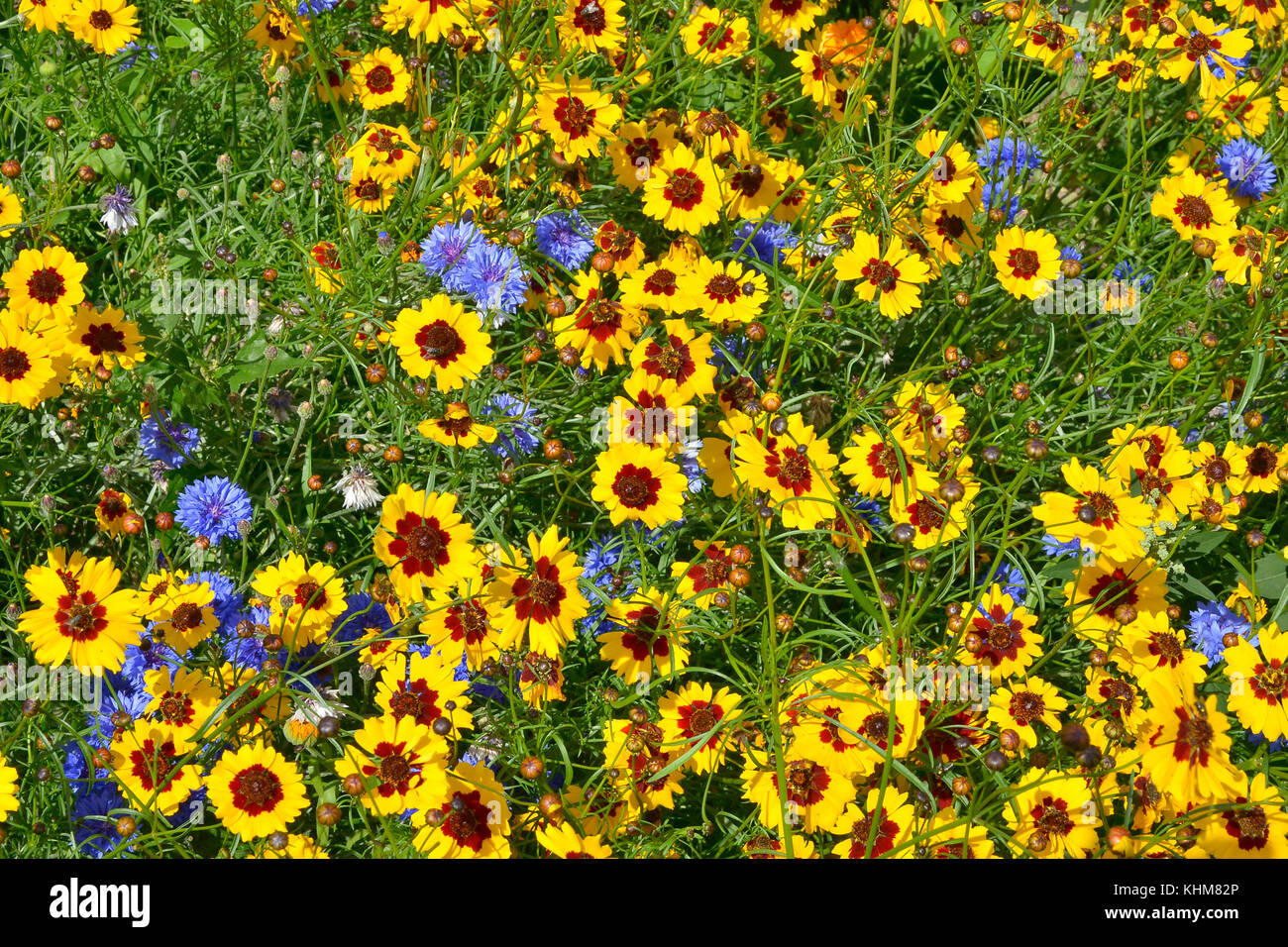 A golden naturaly planted flower meadow with Coreopsis , Cornflowers and marigolds Stock Photo