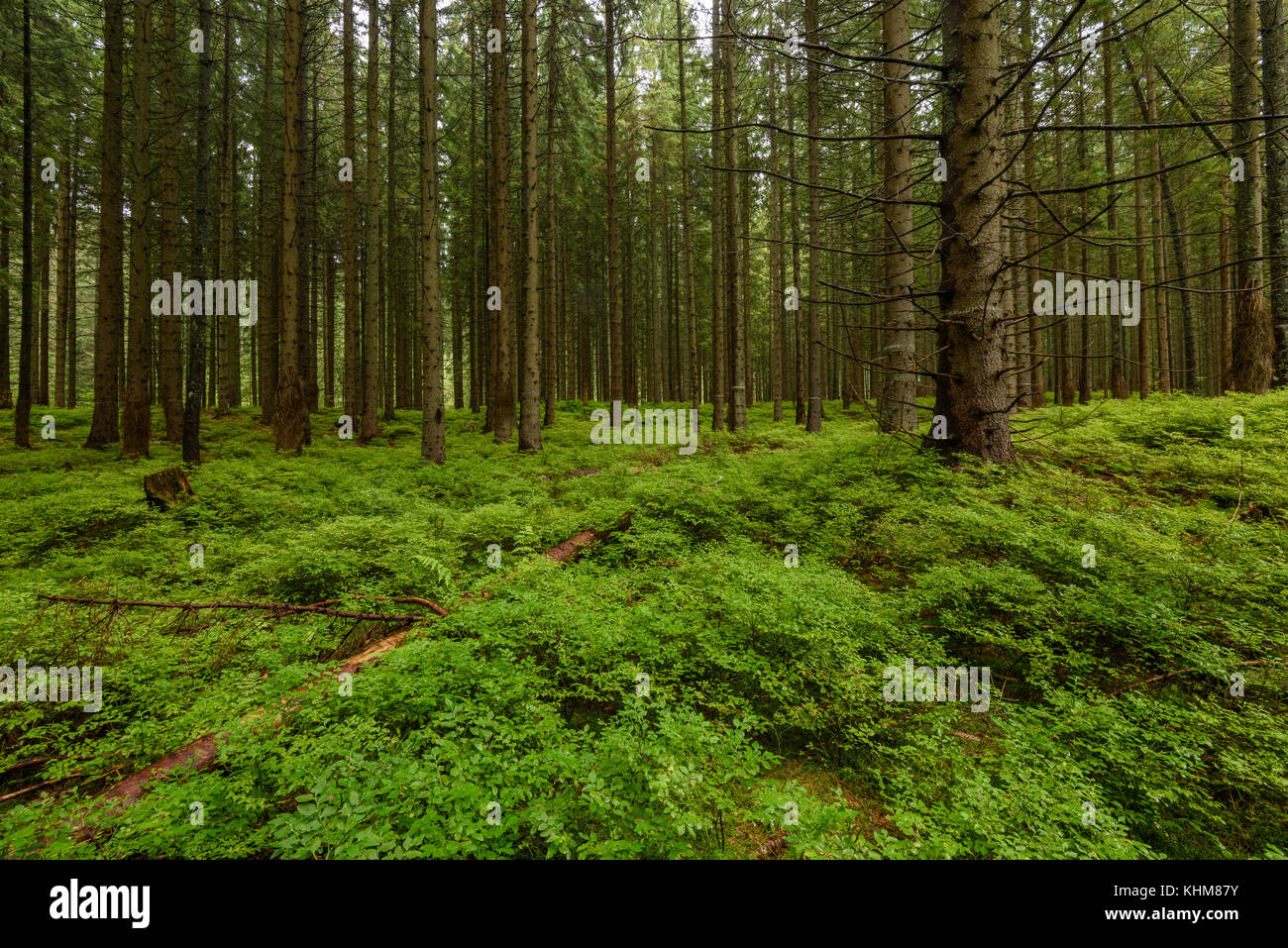 Spruce Forest Raining beautiful spruce tree forest in summer rainy wet day Stock Photo - Alamy