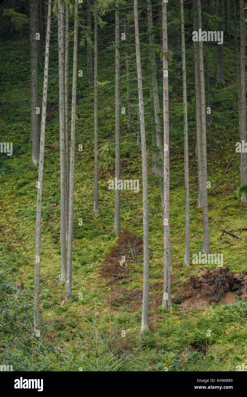 Spruce Forest Raining beautiful spruce tree forest in summer rainy wet day Stock Photo - Alamy