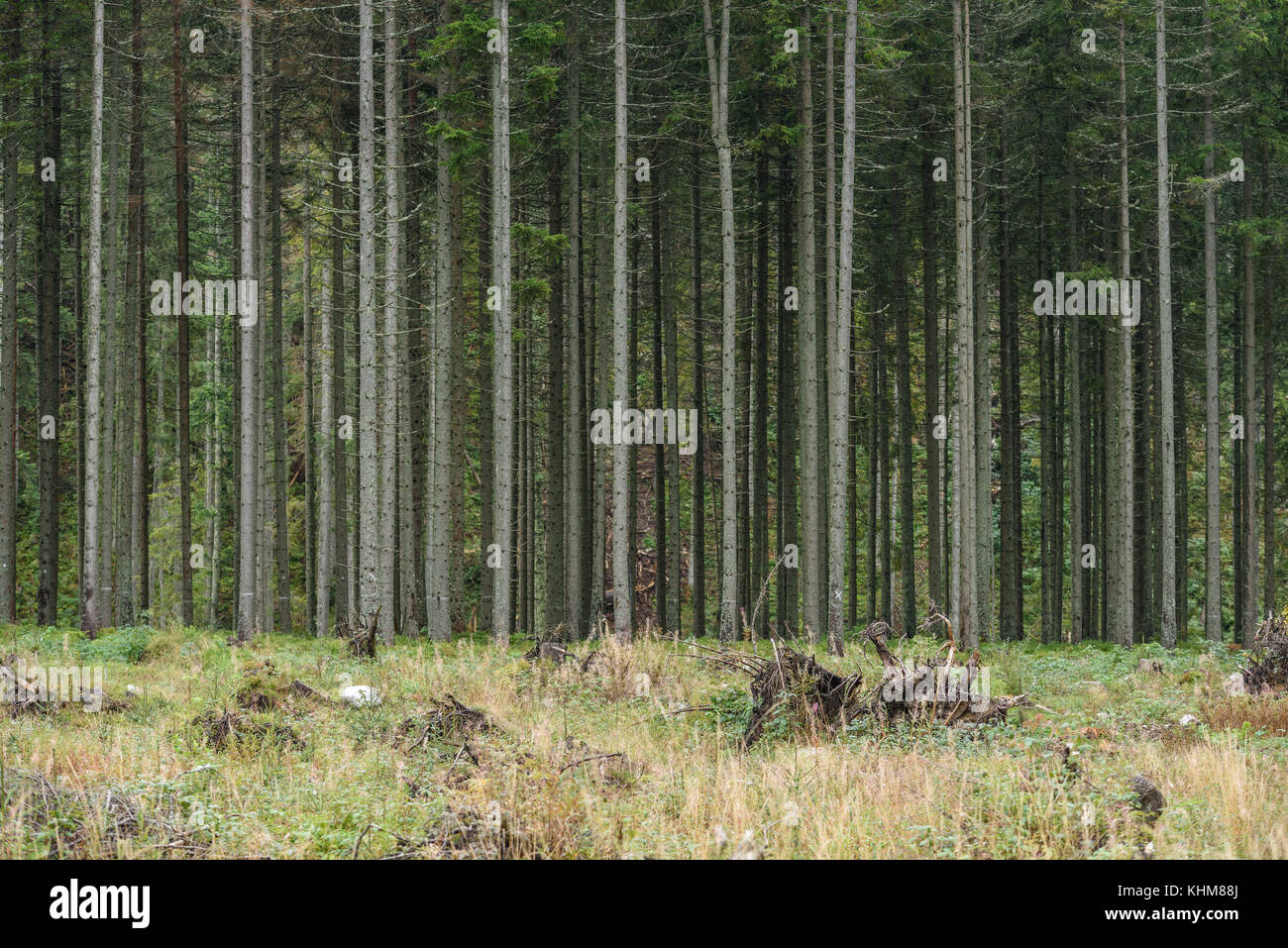 Spruce Forest Raining beautiful spruce tree forest in summer rainy wet day Stock Photo - Alamy
