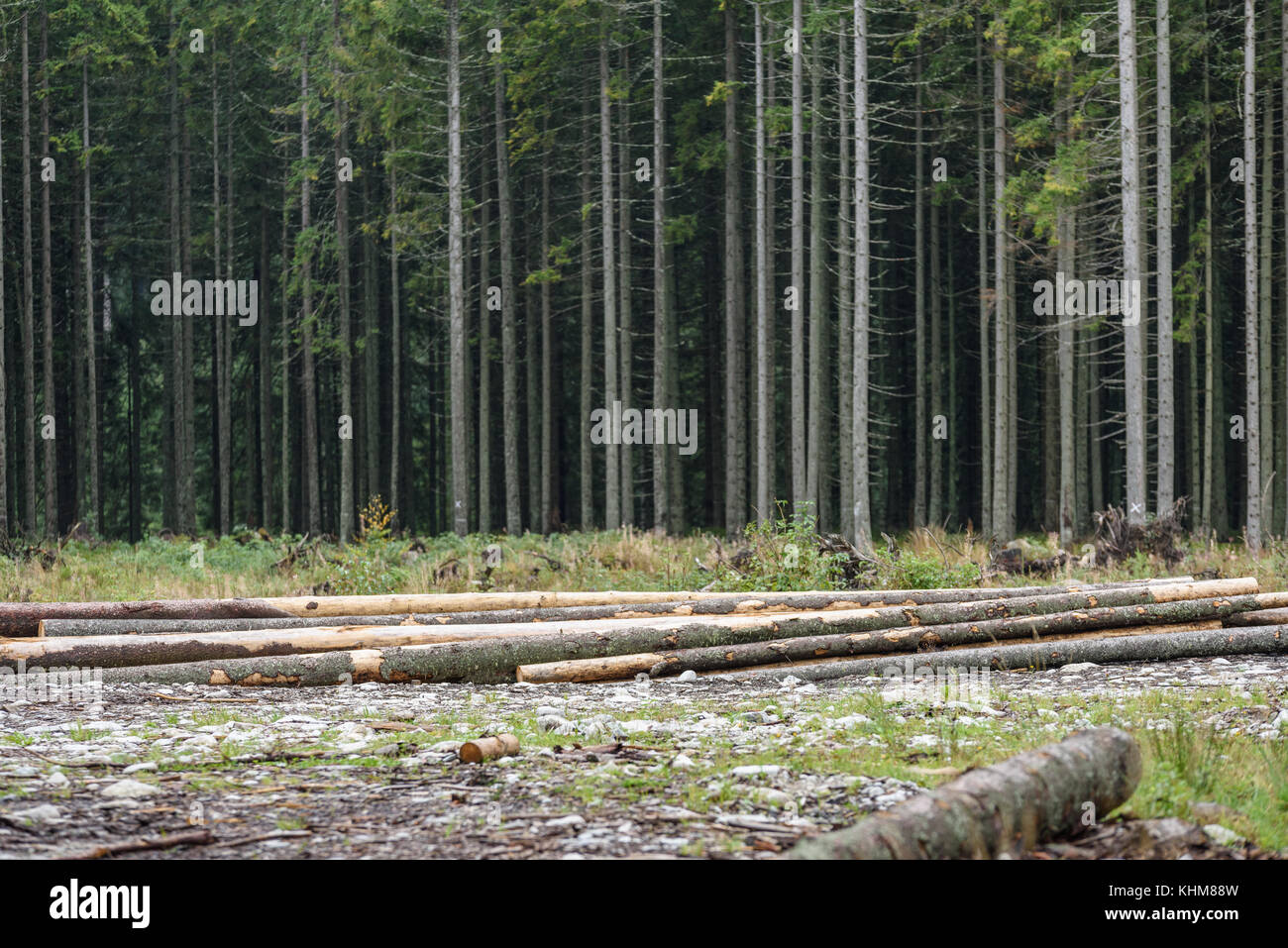 Spruce Forest Raining beautiful spruce tree forest in summer rainy wet day Stock Photo - Alamy