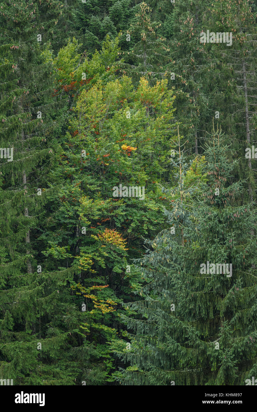 beautiful spruce tree forest in summer rainy wet day Stock Photo Alamy
