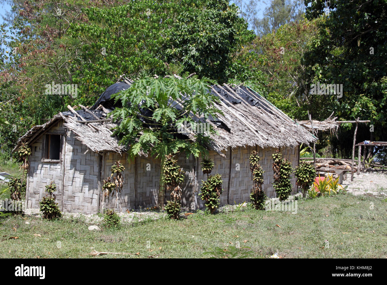 Hut and papaya tree near the forest in Efate island, Vanuatu Stock Photo Alamy