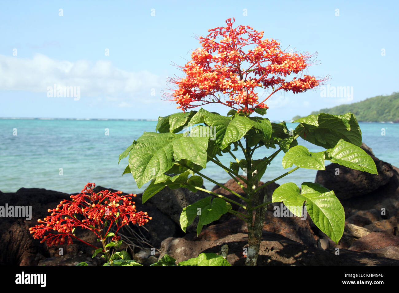 Flower in samoa hires stock photography and images Alamy
