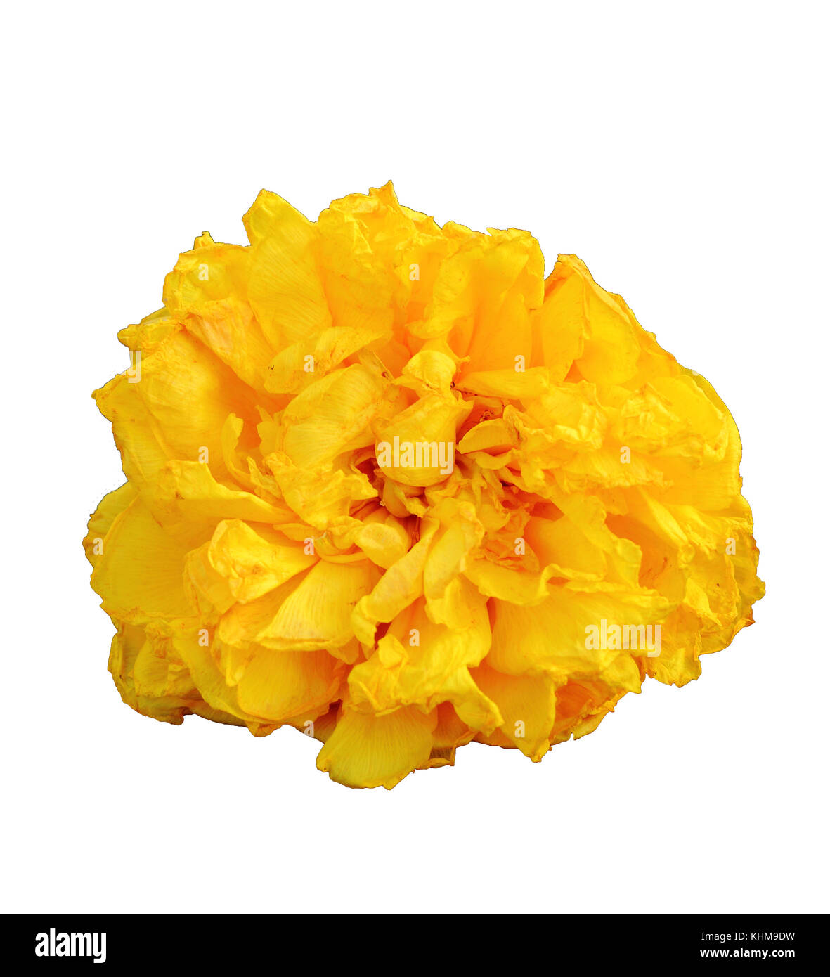Yellow Silk Cotton flower isolated on white background with clipping