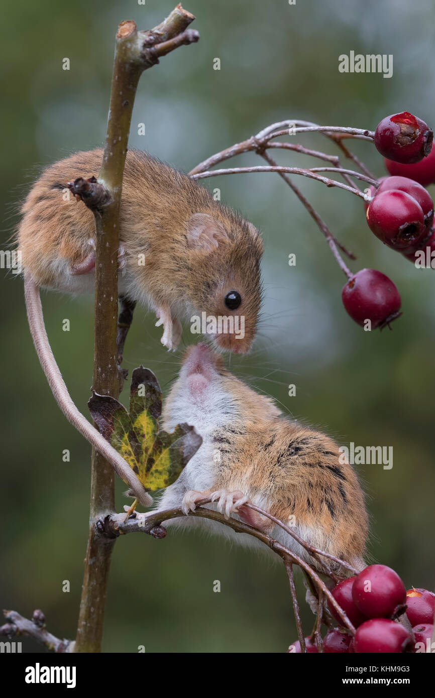 Harvest mouse on corn hi-res stock photography and images - Alamy