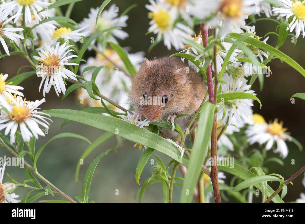 harvest mice/mouse,  Micromys minutus, close up portrait posing on a variety of plants, flowers and harvest crops. facial and group image Stock Photo