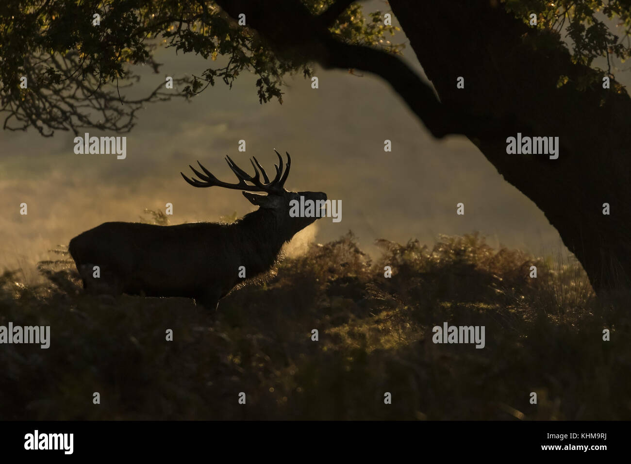 Red stag bellowing at sunrise Richmond Park Stock Photo