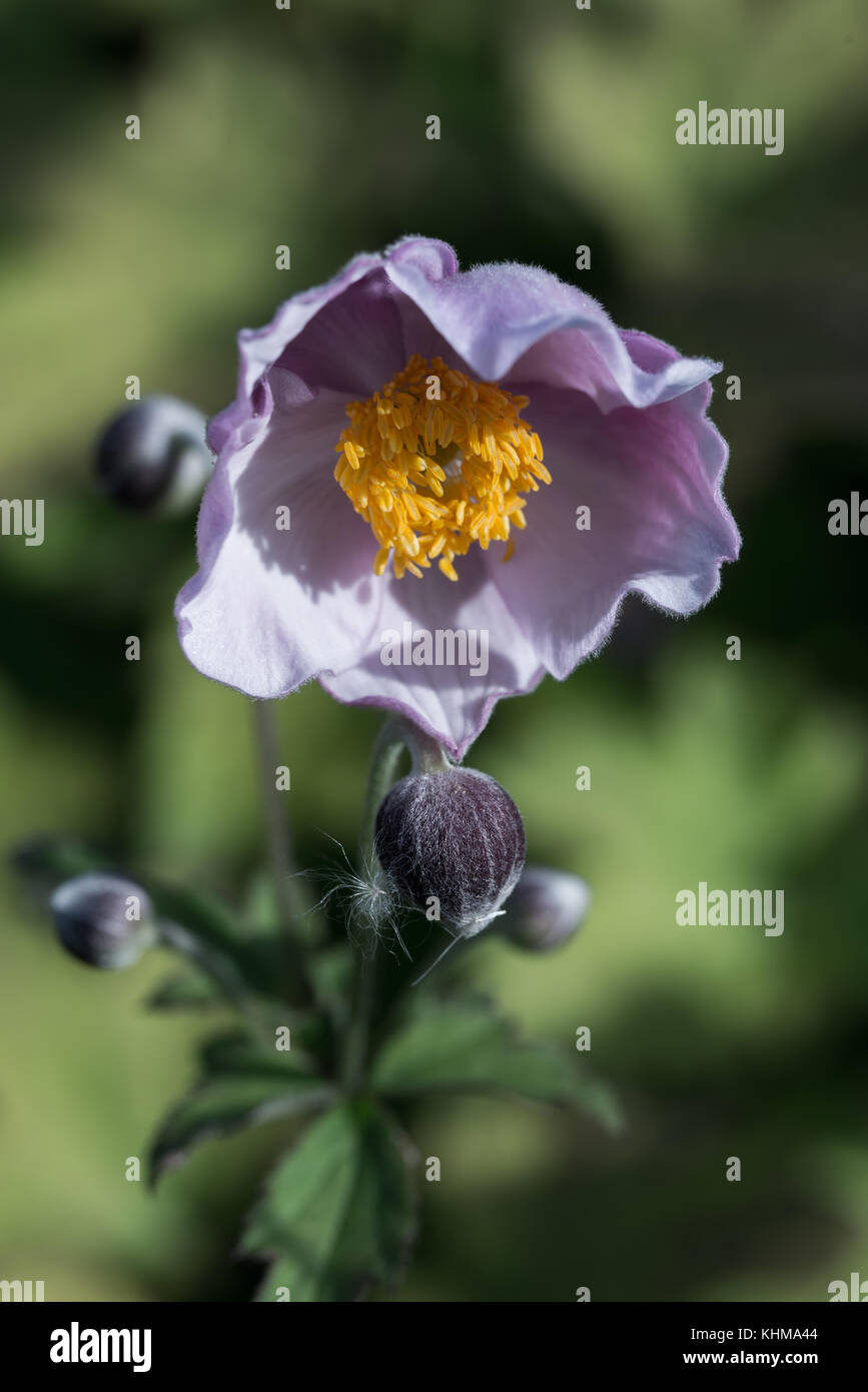 Violet Blossoms Flowers Stock Photo