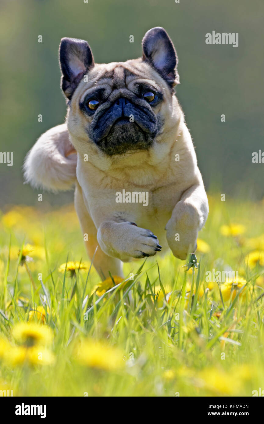 Pug running in a dandelion meadow, Germany, Europe Stock Photo