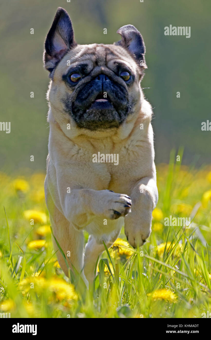 Pug running in a dandelion meadow, Germany, Europe Stock Photo