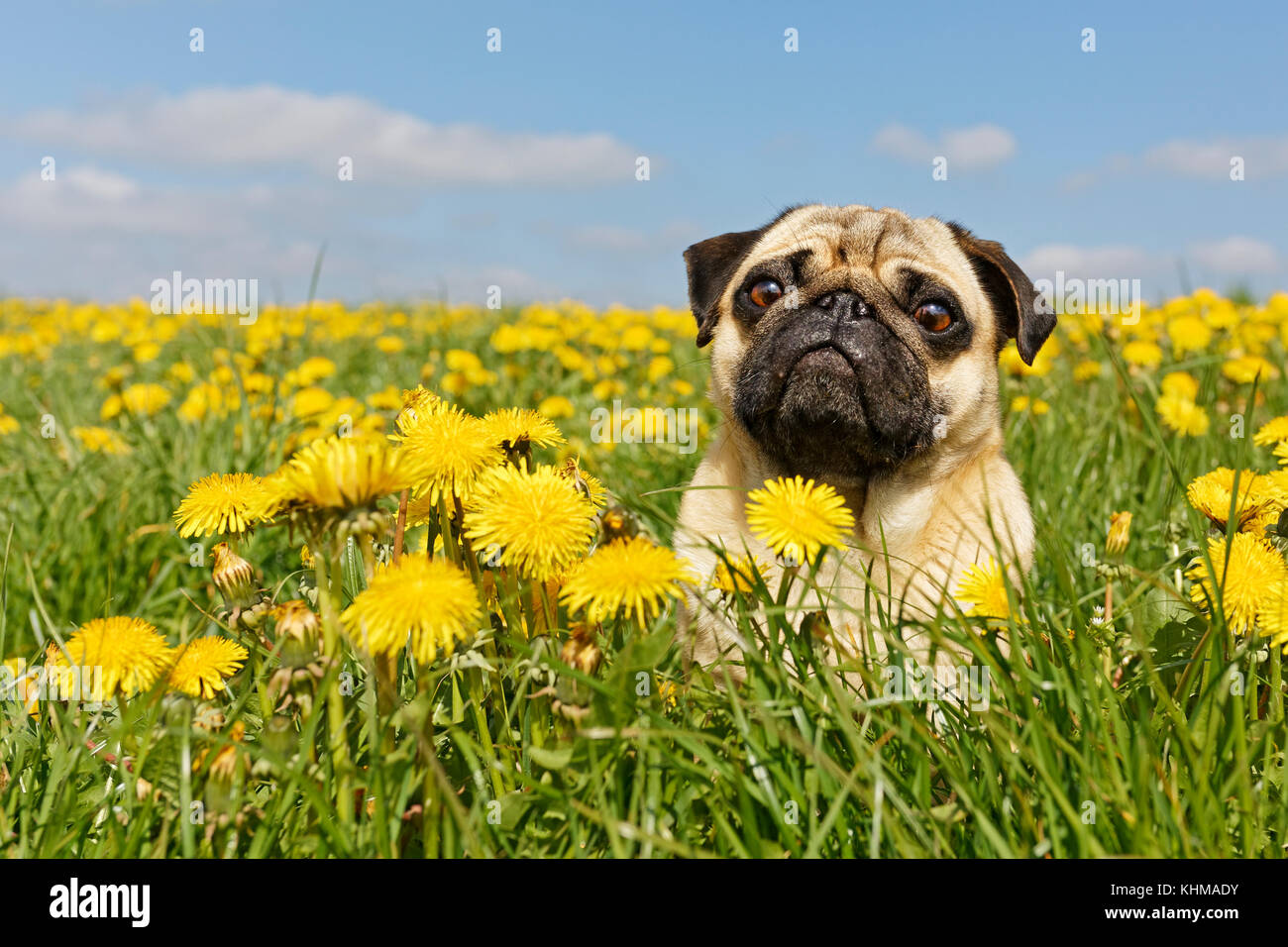 Pug lying in meadow with dandelions, Germany, Europe Stock Photo