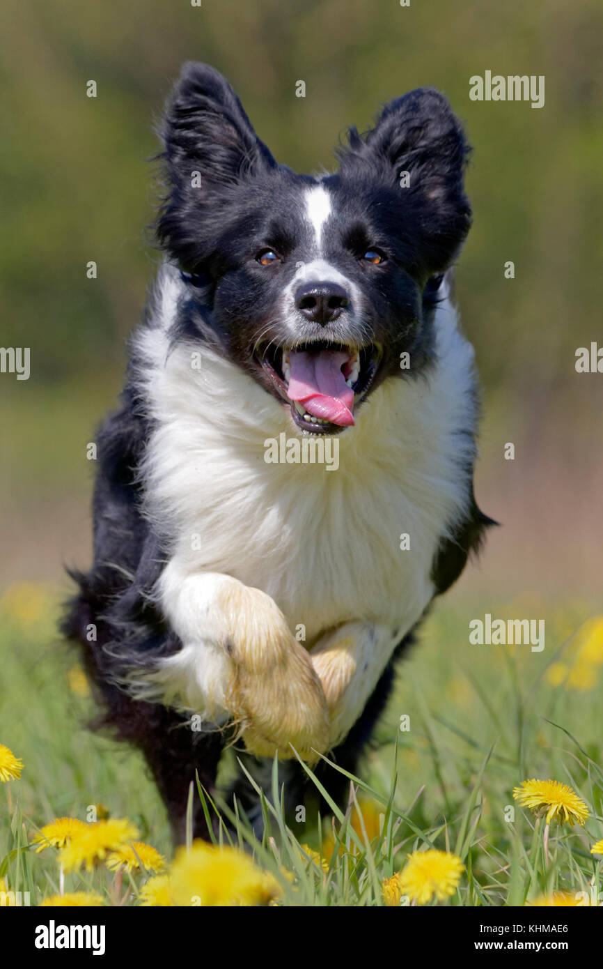 Collie Hunde High Resolution Stock Photography and Images - Alamy