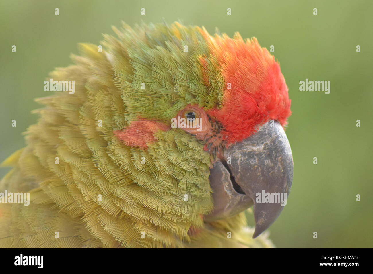 Polly the parrot hi-res stock photography and images - Alamy