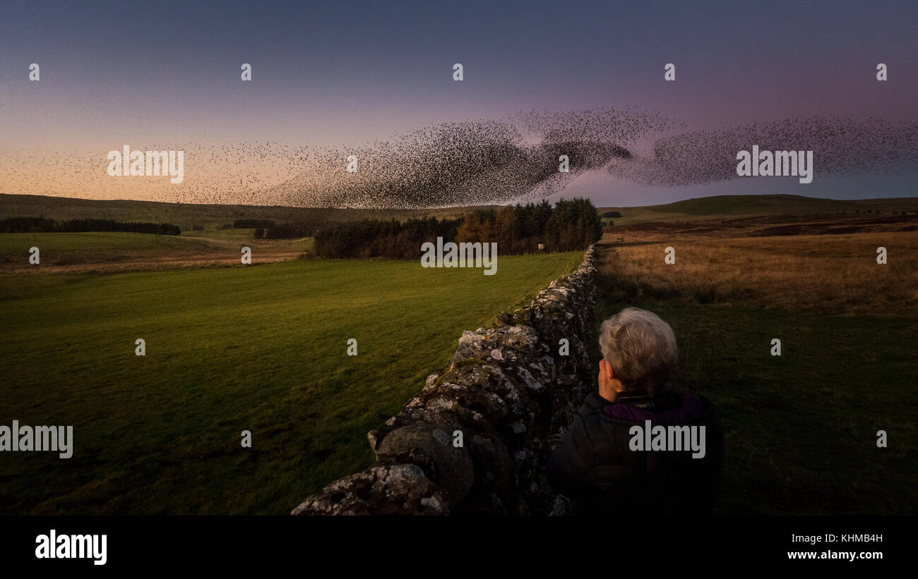 Murmuring Images Person photographing the beautiful shapes of a huge starling ...