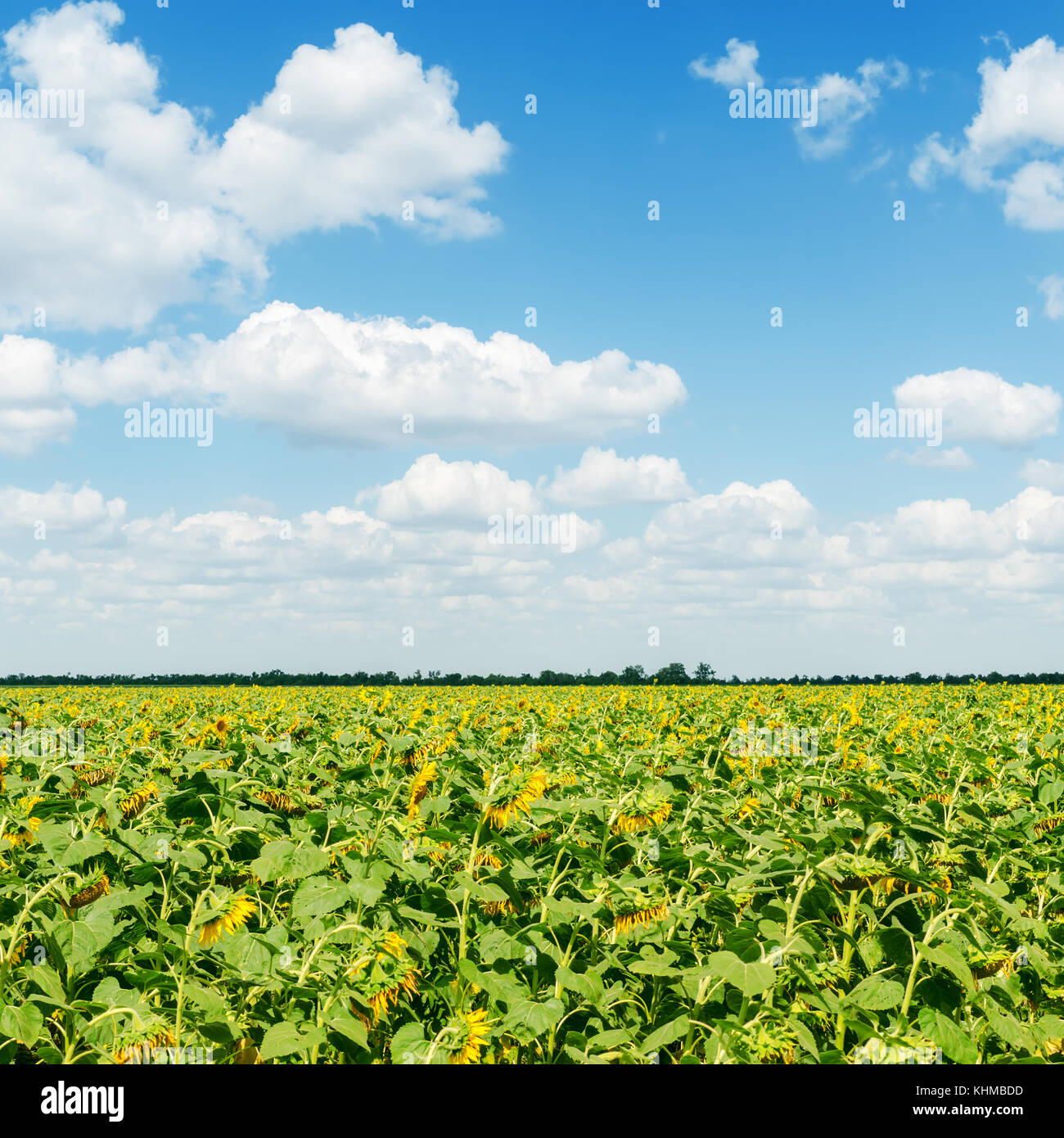 field with sunflower under blue sky with clouds Stock Photo - Alamy