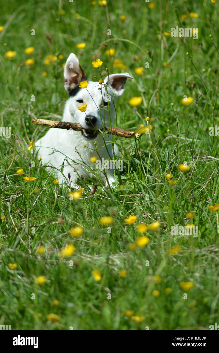 Jack Russell adult dog laying with a stick in a field of buttercups Stock Photo