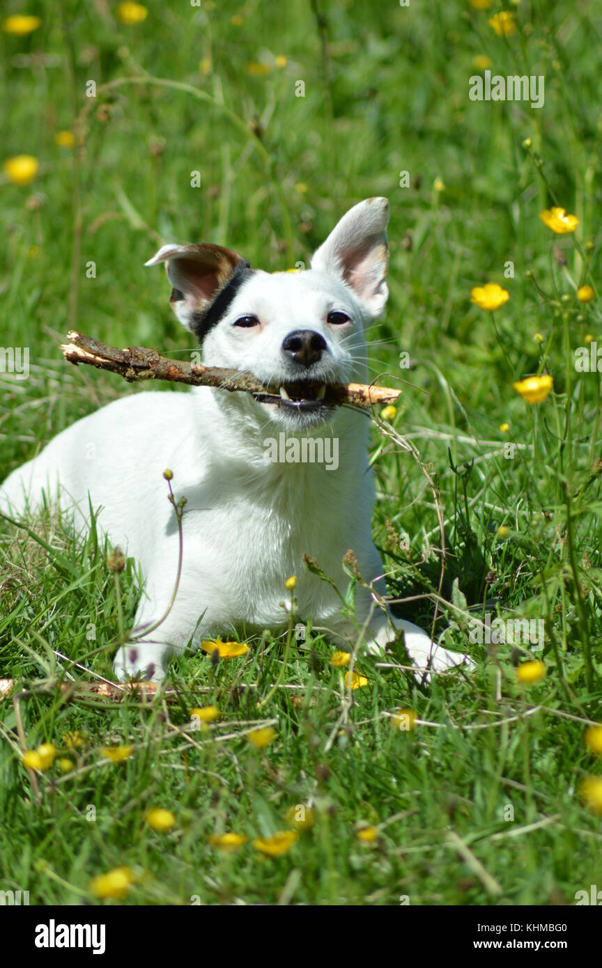 Jack Russell adult dog laying with a stick in a field of buttercups Stock Photo