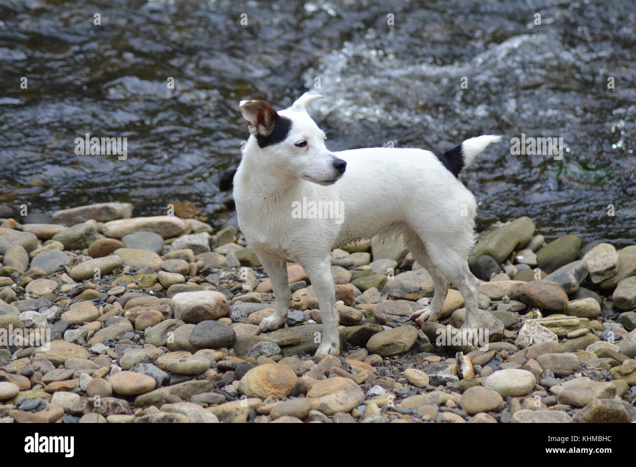 Female jack Russell dog stood by side of river Stock Photo