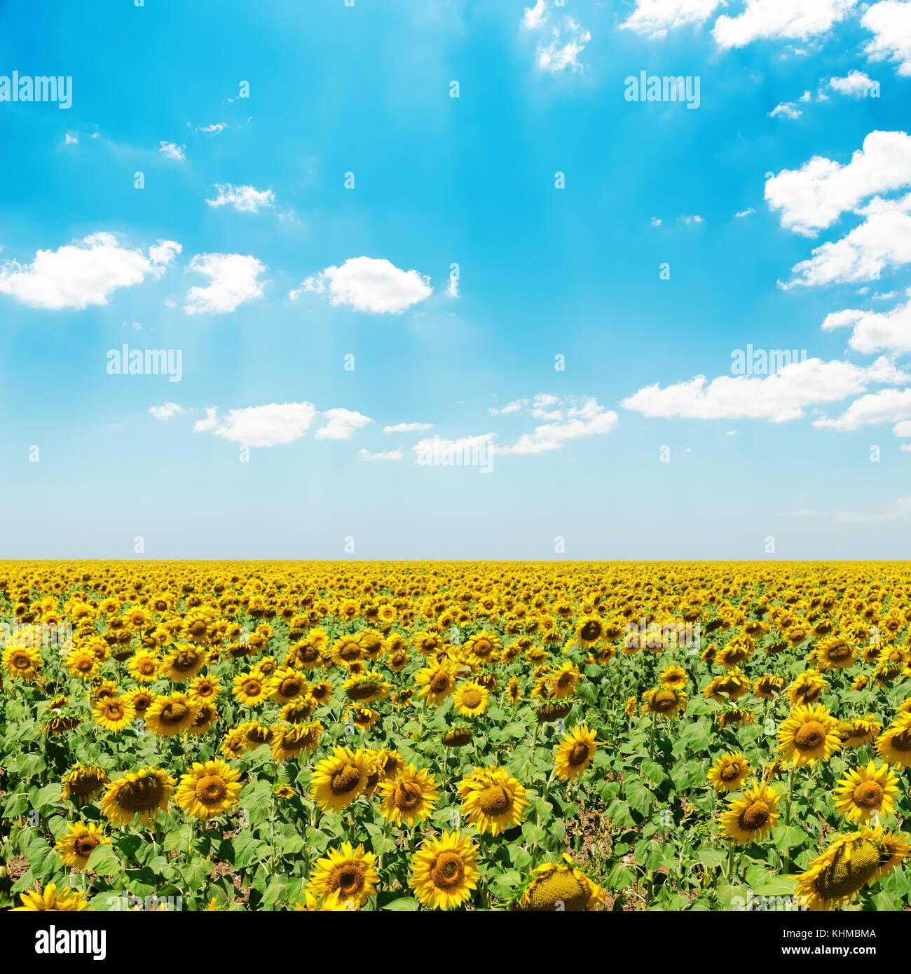 sunflower field under blue sky with clouds Stock Photo - Alamy