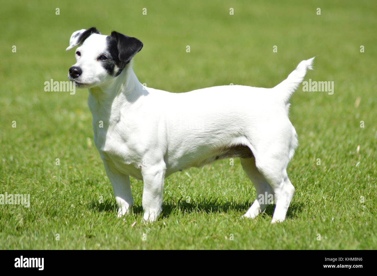 female jack Russell in field Stock Photo - Alamy