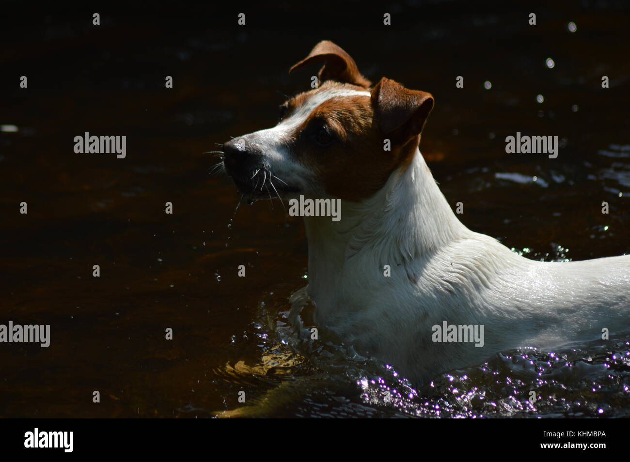 jack Russell swimming in water Stock Photo