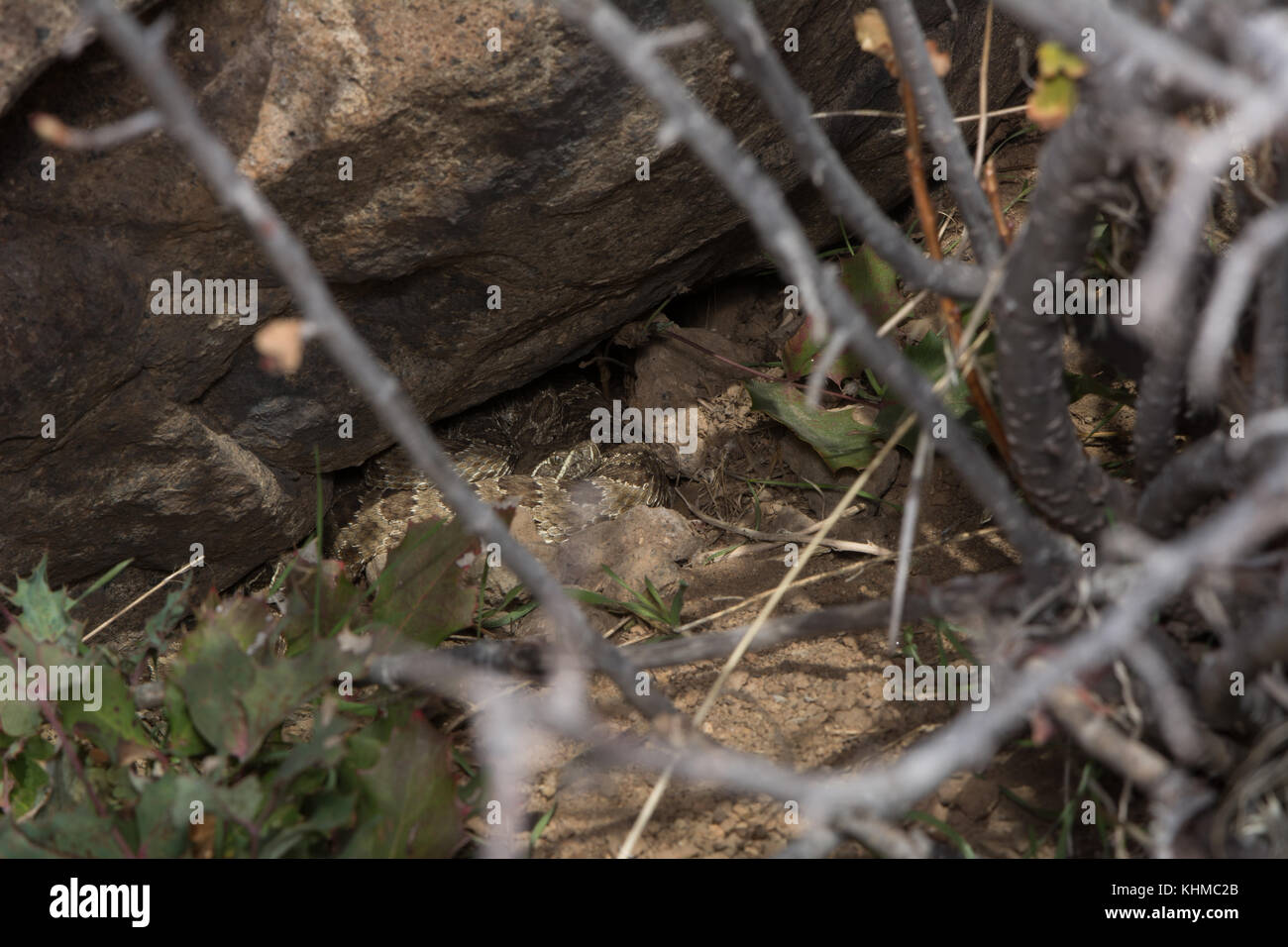 Prairie Rattlesnake (Crotalus viridis) outside its hibernaculum in ...