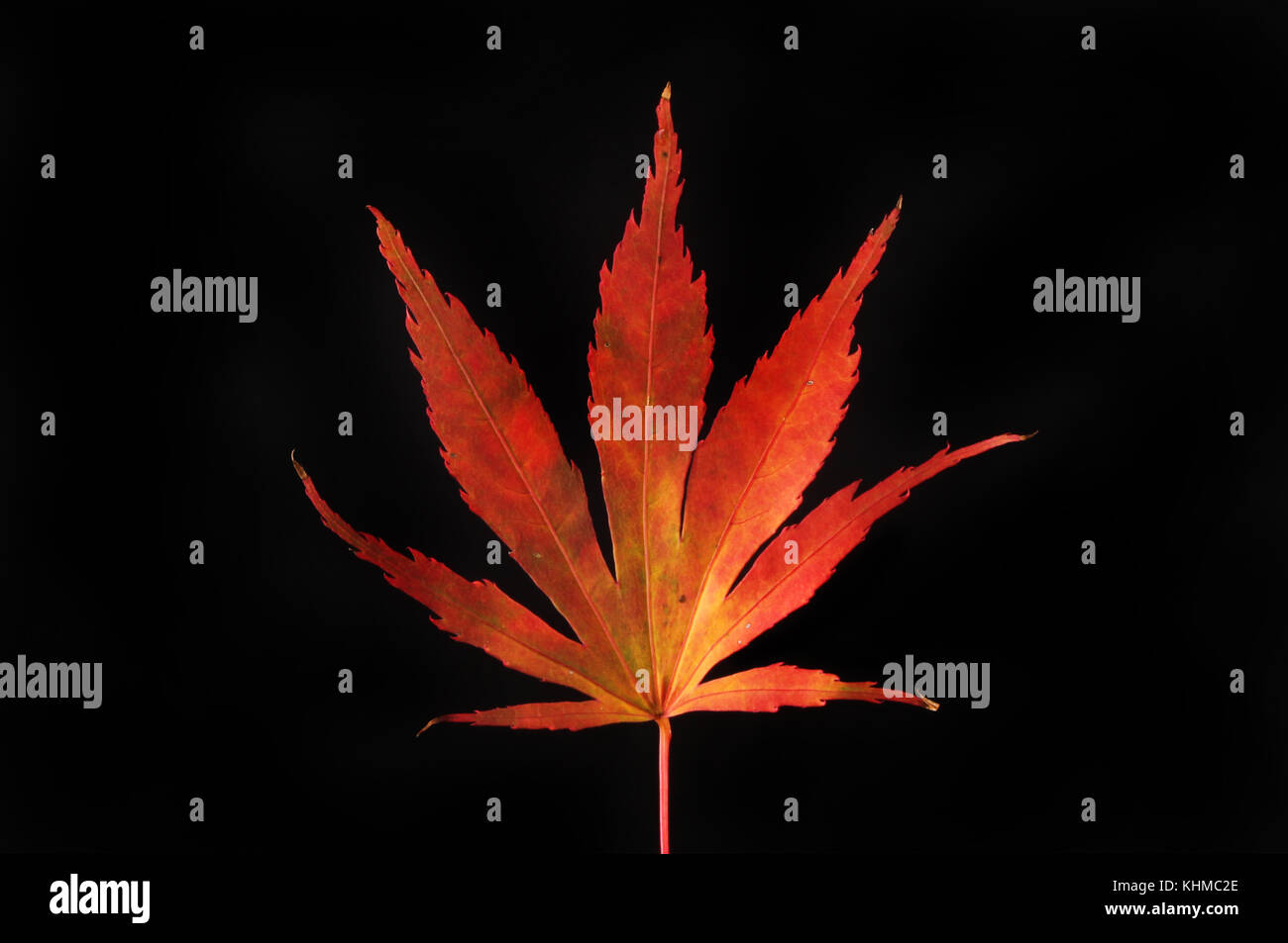 Red and yellow Autumnal acer leaf isolated against black Stock Photo