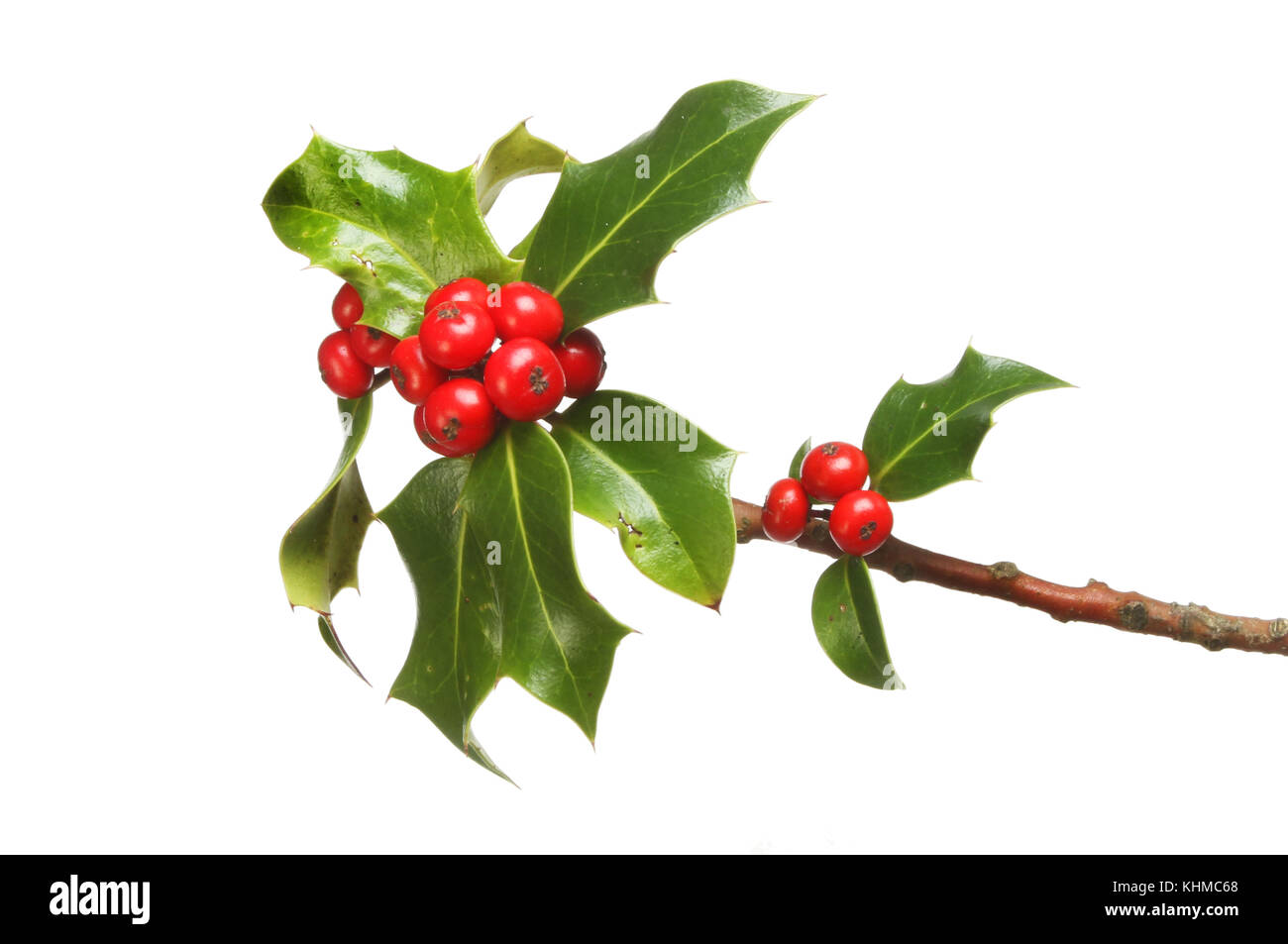 Holly with ripe red berries isolated against white Stock Photo - Alamy