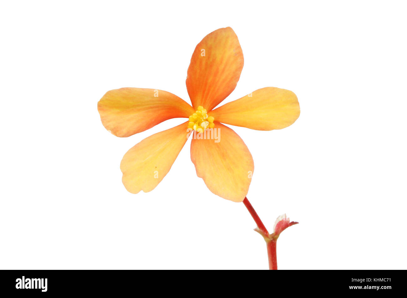 Orange begonia flower isolated against white Stock Photo