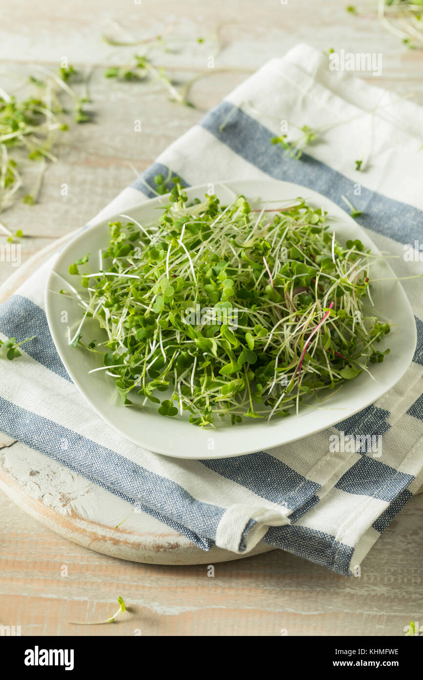 Healthy Raw Organic Microgreens Ready to Use Stock Photo - Alamy