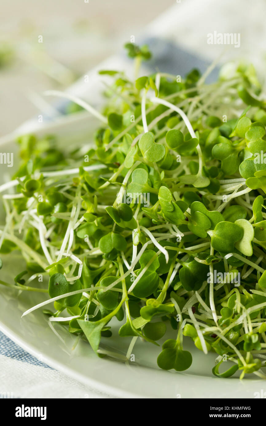 Healthy Raw Organic Microgreens Ready to Use Stock Photo - Alamy